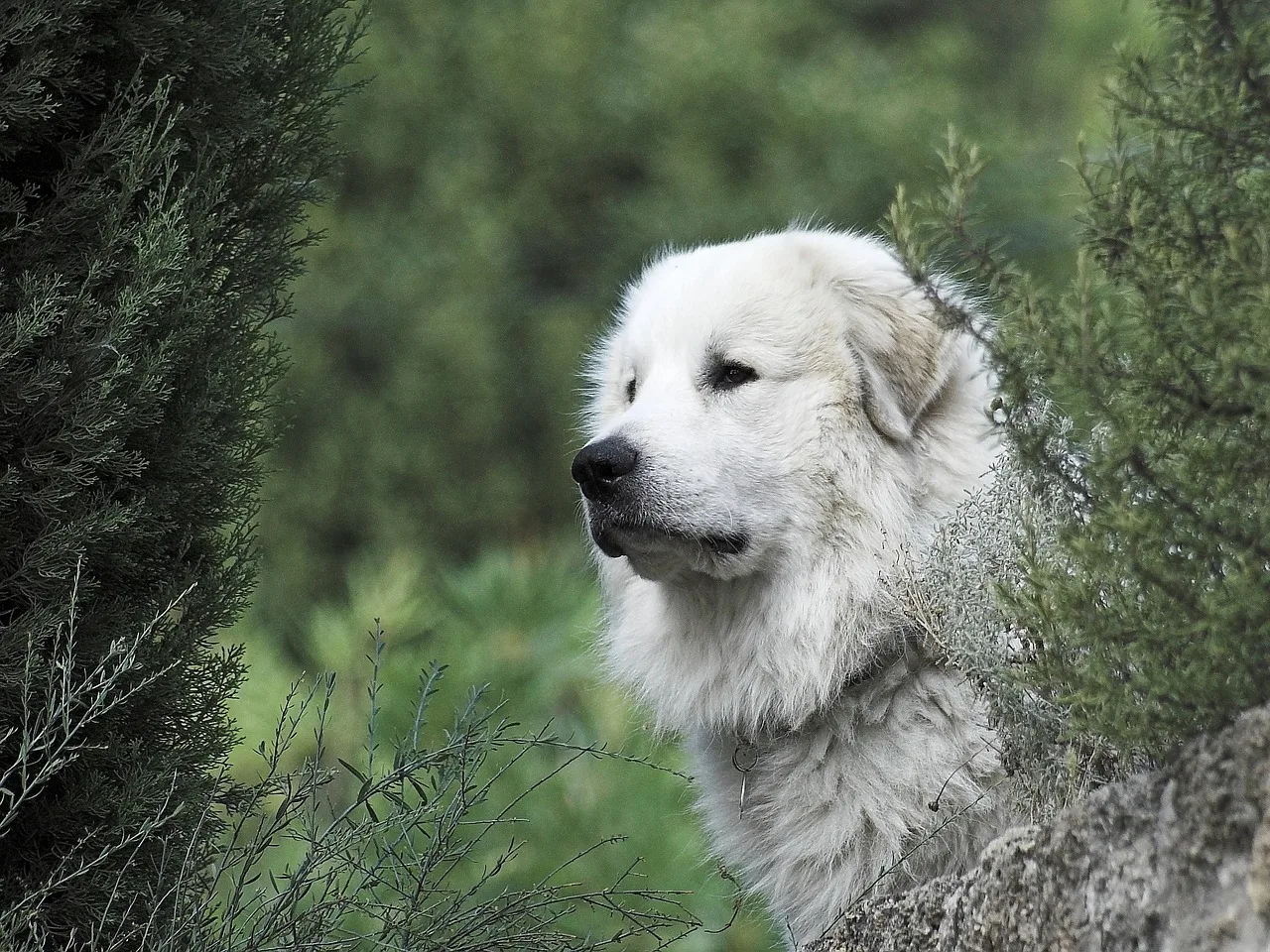 Le chien de protection
